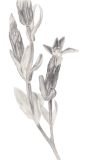 Diese Blume, 2019, Bleistift auf Papier, 29,7 x 13 cm