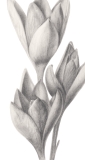 Diese Blume, 2019, Bleistift auf Papier, 29,7 x 13 cm