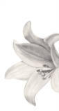 Diese Blume, 2019, Bleistift auf Papier, 29,7 x 13 cm