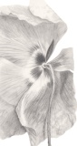 Diese Blume, 2019, Bleistift auf Papier, 29,7 x 13 cm