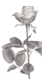 Diese Blume, 2019, Bleistift auf Papier, 29,7 x 13 cm