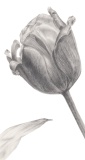 Diese Blume, 2019, Bleistift auf Papier, 29,7 x 13 cm